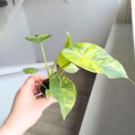 Alokazja / Alocasia macrorrhiza Aurea Variegata - obrazek 4
