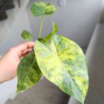Alokazja / Alocasia macrorrhiza Aurea Variegata - obrazek 3