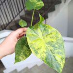 Alokazja / Alocasia macrorrhiza Aurea Variegata - obrazek 2