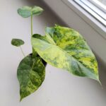 Alokazja / Alocasia macrorrhiza Aurea Variegata - obrazek 8