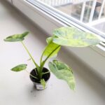 Alokazja / Alocasia macrorrhiza Aurea Variegata - obrazek 7