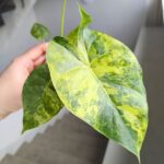 Alokazja / Alocasia macrorrhiza Aurea Variegata - obrazek 6