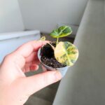 Alokazja / Alocasia reginula Black Velvet Aurea Variegata - obrazek 6