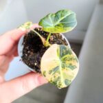 Alokazja / Alocasia reginula Black Velvet Aurea Variegata - obrazek 5