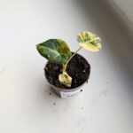 Alokazja / Alocasia reginula Black Velvet Aurea Variegata - obrazek 4