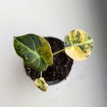 Alokazja / Alocasia reginula Black Velvet Aurea Variegata - obrazek 3