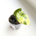 Alokazja / Alocasia reginula Black Velvet Aurea Variegata - obrazek 8