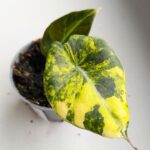 Alokazja / Alocasia reginula Black Velvet Aurea Variegata