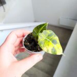 Alokazja / Alocasia reginula Black Velvet Aurea Variegata - obrazek 10