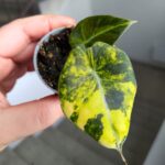 Alokazja / Alocasia reginula Black Velvet Aurea Variegata - obrazek 7