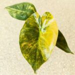 Alokazja / Alocasia WENTII AUREA Variegata - obrazek 6