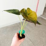 Alokazja / Alocasia WENTII AUREA Variegata - obrazek 5