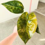 Alokazja / Alocasia WENTII AUREA Variegata - obrazek 4
