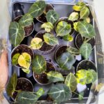 Alokazja / Alocasia reginula Black Velvet Aurea Variegata - obrazek 2
