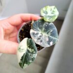Alokazja / Alocasia reginula Black Velvet Pink - obrazek 4