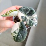 Alokazja / Alocasia reginula Black Velvet Pink - obrazek 3