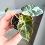 Alokazja / Alocasia reginula Black Velvet Pink - obrazek 2