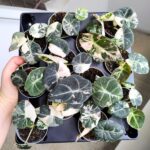 Alokazja / Alocasia reginula Black Velvet Pink - obrazek 8