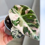 Alokazja / Alocasia reginula Black Velvet Pink