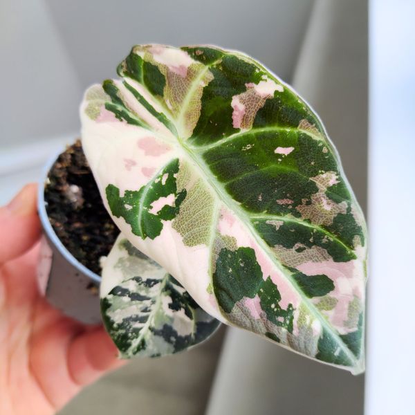 alocasia reginula black velvet pink variegata (5) Alokazja / Alocasia reginula Black Velvet Pink - obrazek 1