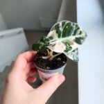 Alokazja / Alocasia reginula Black Velvet Pink - obrazek 9