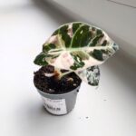 Alokazja / Alocasia reginula Black Velvet Pink - obrazek 6