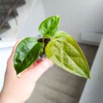 Anthurium / Anturium Queen of Hearts - obrazek 4
