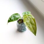 Anthurium / Anturium Queen of Hearts - obrazek 7