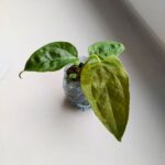 Anthurium / Anturium Queen of Hearts - obrazek 6