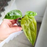 Anthurium / Anturium Queen of Hearts - obrazek 5