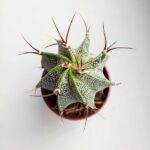 Astrophytum Ornatum - obrazek 5