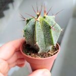 Astrophytum Ornatum - obrazek 4