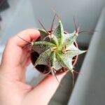 Astrophytum Ornatum - obrazek 3