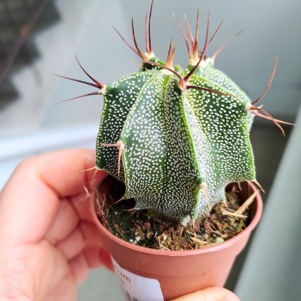 astrophytum ornatum (4) Astrophytum Ornatum - obrazek 1