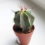 Astrophytum Ornatum - obrazek 7