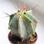 Astrophytum Ornatum - obrazek 6