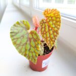 Begonia chlorosticta - obrazek 2