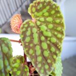 Begonia chlorosticta - obrazek 6