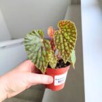Begonia chlorosticta - obrazek 5
