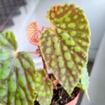 Begonia chlorosticta