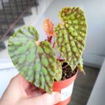 Begonia chlorosticta - obrazek 3