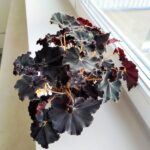 Begonia Rex DARK MAMBO L - obrazek 2