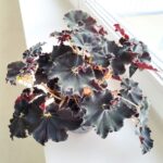 Begonia Rex DARK MAMBO L