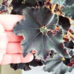 Begonia Rex DARK MAMBO L - obrazek 7