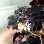 Begonia Rex DARK MAMBO L - obrazek 6