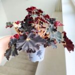 Begonia Rex DARK MAMBO L - obrazek 5