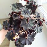 Begonia Rex DARK MAMBO L - obrazek 4