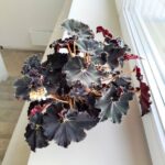 Begonia Rex DARK MAMBO L - obrazek 3