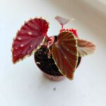 Begonia Darthvaderiana Green Spot - obrazek 10