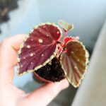 Begonia Darthvaderiana Green Spot - obrazek 7